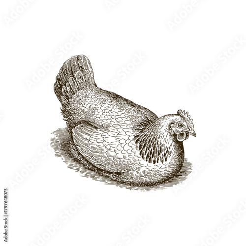 Vintage engraving woodcut hen vector illustration art design
