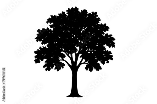 Detailed silhouette of a large deciduous tree with dense foliage and thick trunk