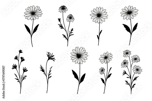 Detailed line art style featuring delicate daisy flowers and various wild herbs and plant stems