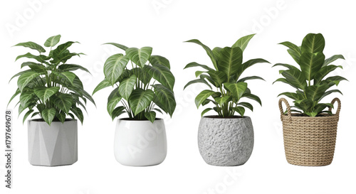 Clean Minimal Potted Plant Tree Illustration Isolated