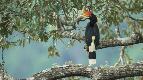rhinoceros hornbill (buceros rhinoceros) on branch. bird watching in natural habitats in the forest.