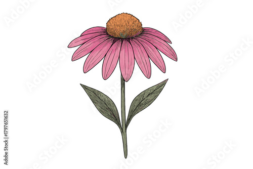 Pink Echinacea flower with detailed green leaves and stem on white background