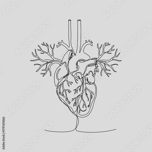 A clean, single continuous line drawing of the human anatomical heart with major blood vessels. This minimalist illustration is perfect for medical, educational, or wellness projects.