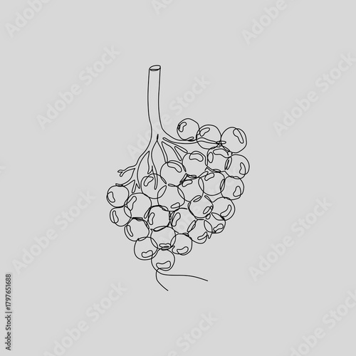 A clean, single continuous line drawing of a human alveoli cluster. This minimalist anatomical illustration is perfect for medical, educational, respiratory, or wellness projects.