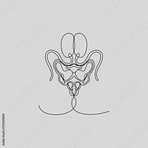 A clean, continuous line drawing of the human female pelvic organs, including the uterus, bladder, and ovaries. This minimalist anatomical illustration is perfect for medical, educational, gynecology.