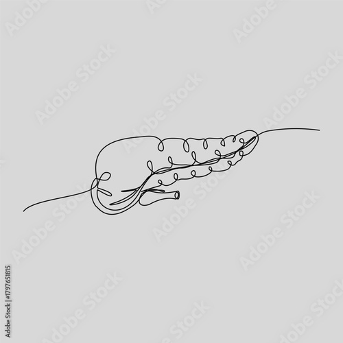A clean, continuous line drawing of the human pancreas, duodenum, and bile duct system. This minimalist anatomical illustration is perfect for medical, educational, or wellness projects.
