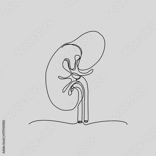 A clean, single continuous line drawing of the human kidney and adrenal gland with vessels. This minimalist anatomical illustration is perfect for medical, educational, urology, or wellness projects.
