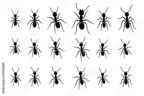Seamless repeating pattern featuring multiple black ant silhouettes on a white background
