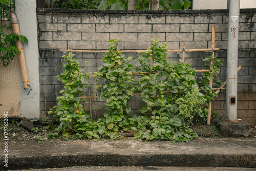 Green Malabar spinach or Basella alba grown against a stone wall in an urban garden setting showing ingenuity and sustainable lifestyle. Dipolog, Philippines