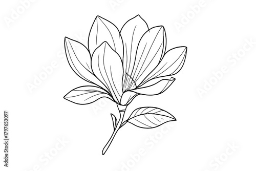 Detailed black and white outline drawing of a blooming magnolia flower with stem and leaves isolated on white