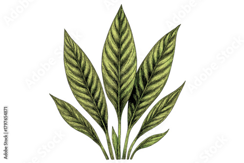 Detailed botanical sketch of a tropical houseplant with striped green foliage