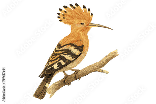 Eurasian Hoopoe with striking orange crest and striped plumage resting on a weathered branch