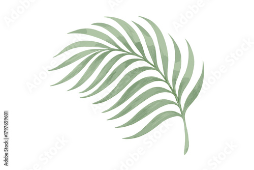 Delicate soft sage green tropical palm frond isolated botanical element