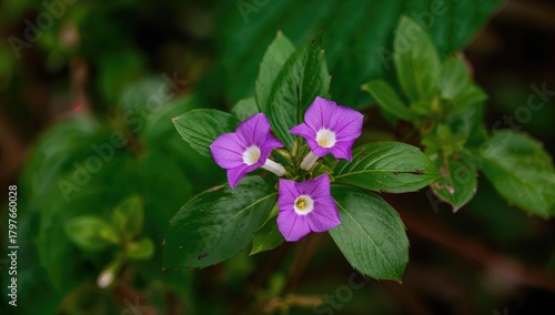 Wallpaper Mural Telang ternate plant native to Ternate island, known for its vibrant flowers and potential culinary benefits Torontodigital.ca