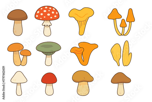 Detailed collection of various wild forest fungi and mushrooms, including both edible and poisonous species