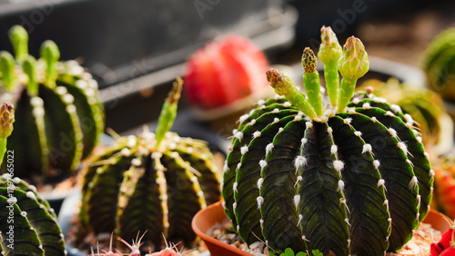 Group of Gymnocalycium variegated cactus collecting in greenhouse.