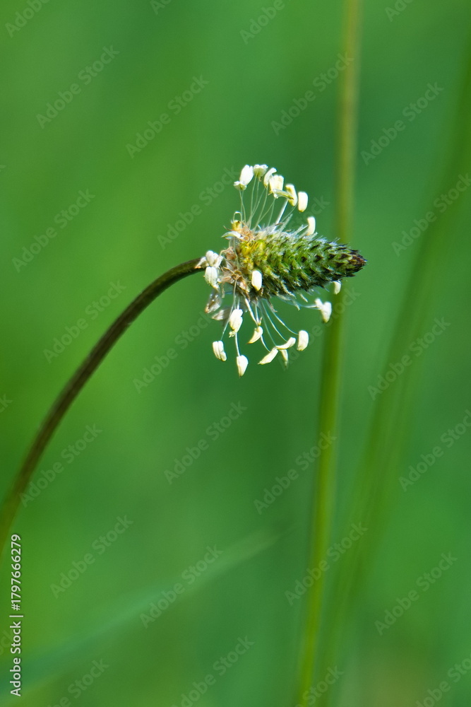Fototapeta premium Blüte vom Spitzwegerich (Plantago lanceolata)