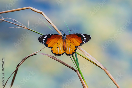 Tiger butterfly (Danaus genutia) close-up perched on a branch