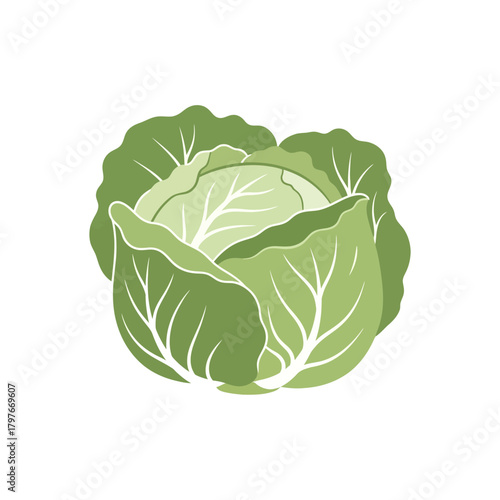 Fresh Green Cabbage Head Isolated on White Background.