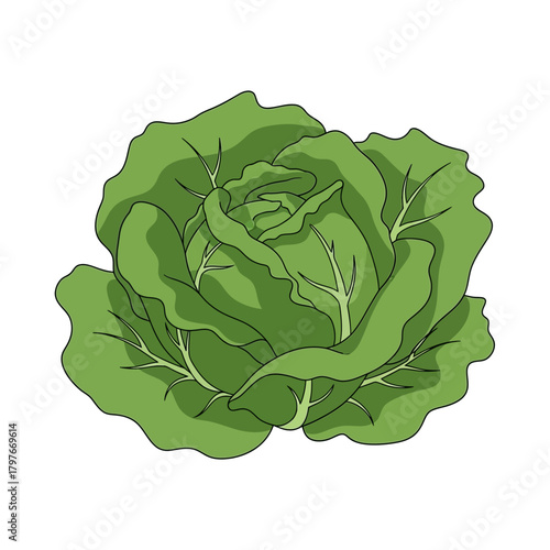 Fresh green cabbage head vector illustration isolated on white.