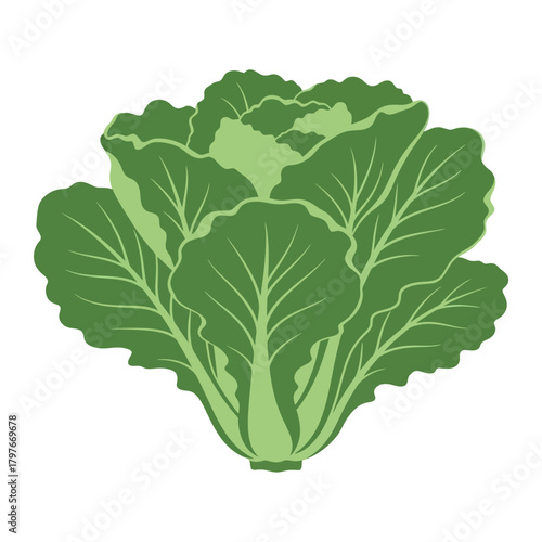 Fresh green lettuce head with large leaves ready to eat for a healthy meal.