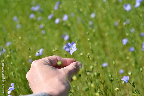 Female hand holding blue flax flower