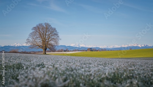 Wallpaper Mural Rural landscape featuring snow-draped meadows and a solitary tree, emphasizing seasonal change Torontodigital.ca