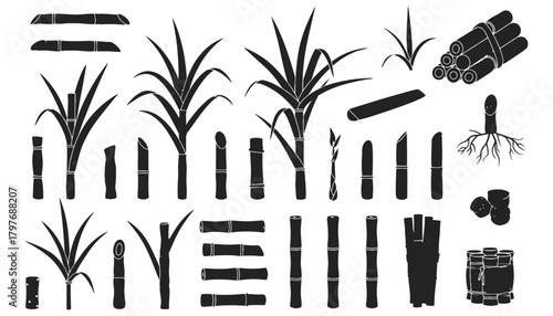 Sugarcane plant vector illustration sugarcane stalks and leaves