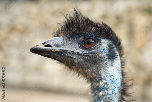 Close-up portrait of a straus.