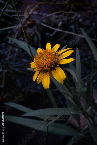 Girasol en la penumbra