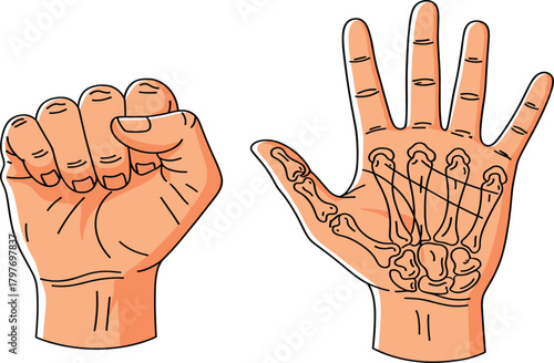 Hand Anatomy Vector Illustration, Human Hand Showing Fist and Internal Bones.