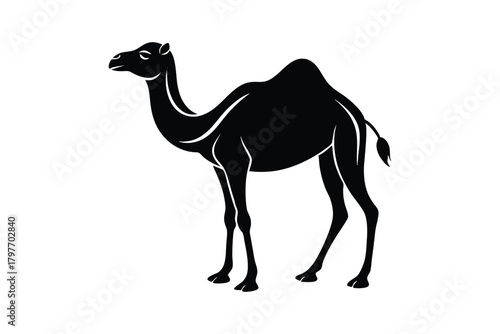 Black Silhouette of a Dromedary Camel Standing Profile on White Background Keywords: camel, dromedary, animal, silhouette, black, white background, desert, mammal, creature, exotic, wildlife