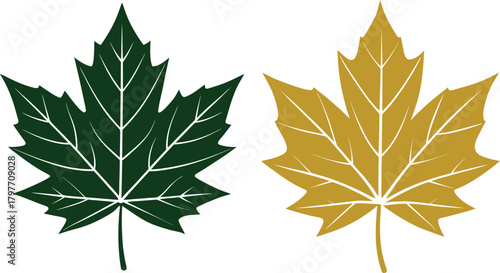 Maple leaf linear silhouette vector illustration