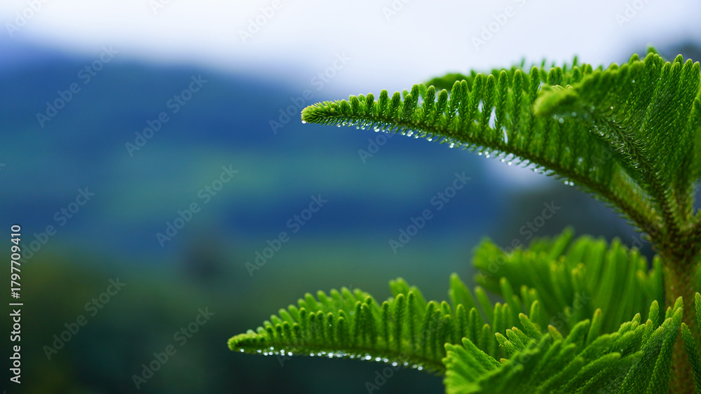 image to crop