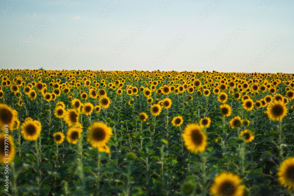 Obraz premium Golden sunflower field stretching to the horizon in soft evening light. Calm summer mood, natural patterns and warm floral atmosphere.