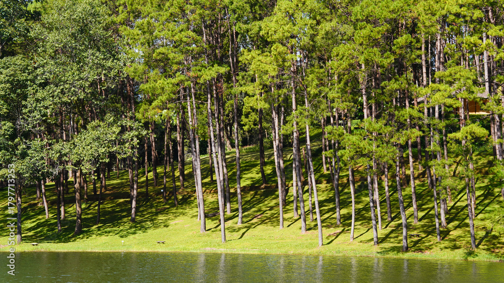 Fototapeta premium Scenic view of pine tree with lake in the evening at Pang Oung national park in Mae Hong Son, Thailand