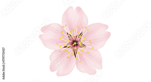 Beautiful flat 2D realistic cherry blossom illustration, showcasing delicate pink petals and detailed yellow stamen with soft edges, perfectly isolated against a pure white backdrop.