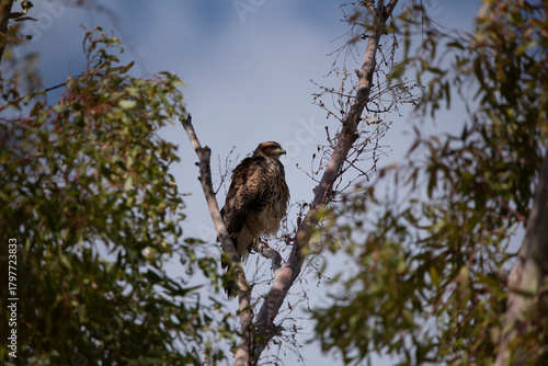 Black-chested Buzzard-Eagle
