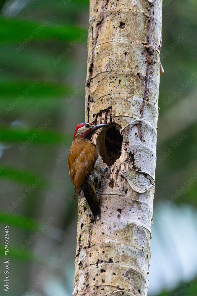 Fototapeta premium Golden-olive woodpecker excavating a nesting cavity in a tropical rainforest tree