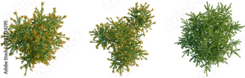 Berberis darwinii tree plan, top view, cutout, transparent background, isolate, Three lush trees with vibrant leaves overhead view for landscaping designs