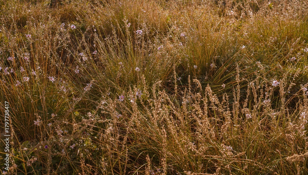 Fototapeta premium Mixed brown and green grassy patches