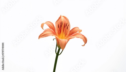 Selective focus on a white background, the hemerocallis is a salmon-hued daylily, suitable for garden design