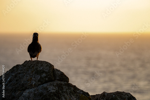 Photography Atlantic puffin, Fratercula arctica, standing on a rock at sunset