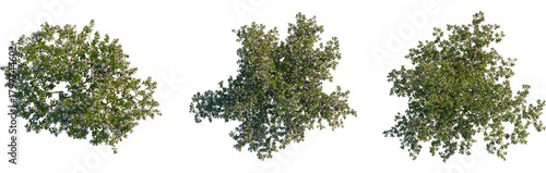 Escallonia x langleyensis apple tree plan, top view, cutout, transparent background, isolate, Three blooming trees overhead provide spring garden landscaping design