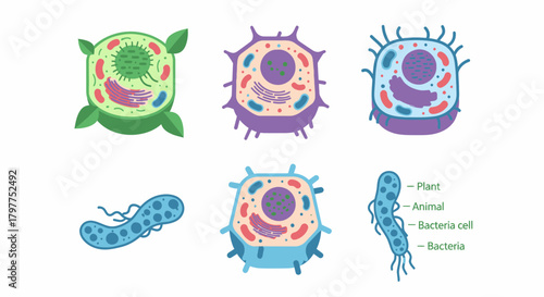Illustration depicting plant, animal, and bacteria cells with labeled internal structures on a white background.