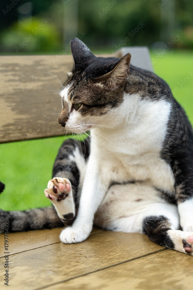 Fototapeta premium Cat on a Bench – Peaceful Moments at Lumpini Park, Bangkok, Thailand, Southeast Asia Travel and Street Photography