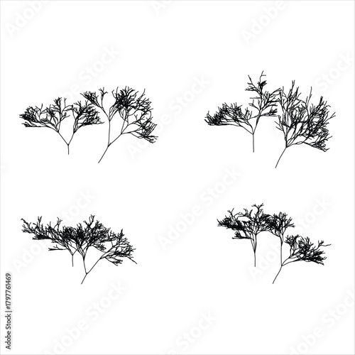 Black and White Fractal Tree Pattern Isolated on White Background
