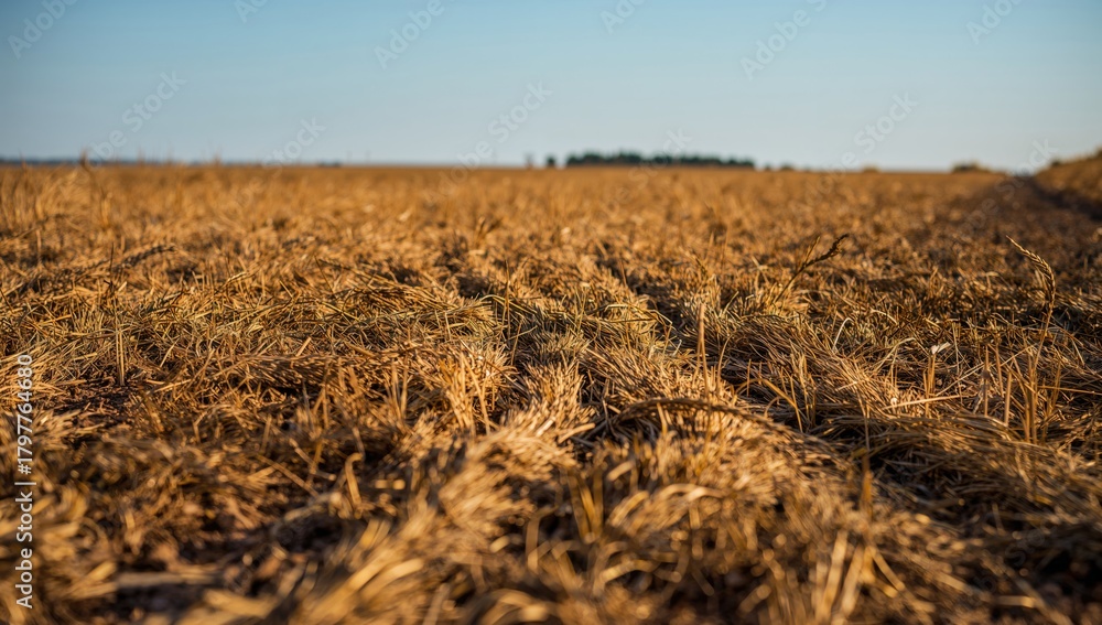 Fototapeta premium Field Featuring Stubble and Wheel Marks on the Ground, Seasonal Change