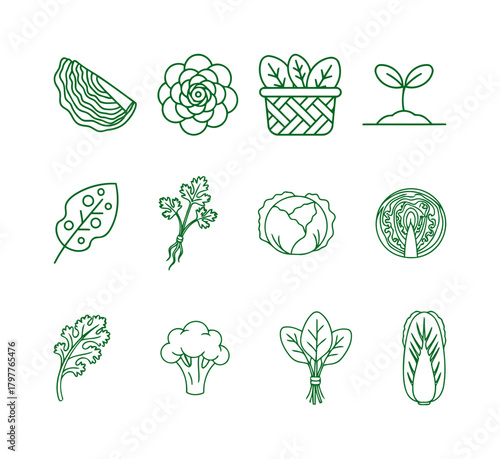 Outline Green Set of Twelve Leafy Vegetable and Plant Icons: Cabbage, Spinach, Coriander, Sprout, and Brocolli Vector.