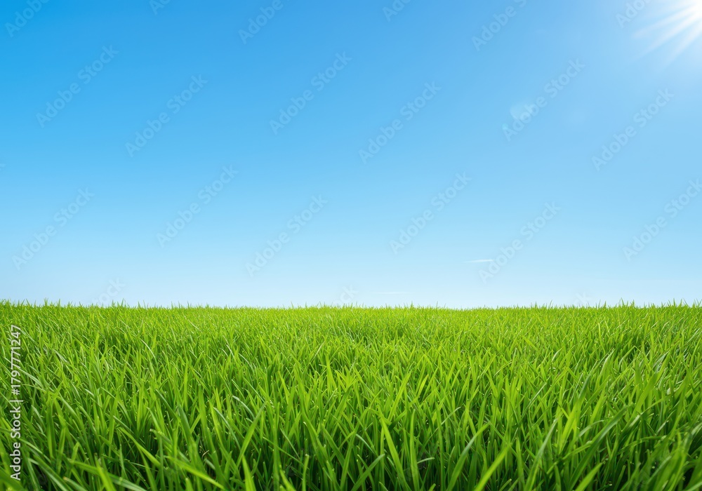Obraz premium A peaceful nature scene featuring vibrant green grass stretching out under a clear, bright blue sky on a sunny day, sunny, space, extensive